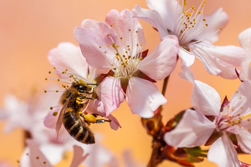 Bee Pollinating Flower