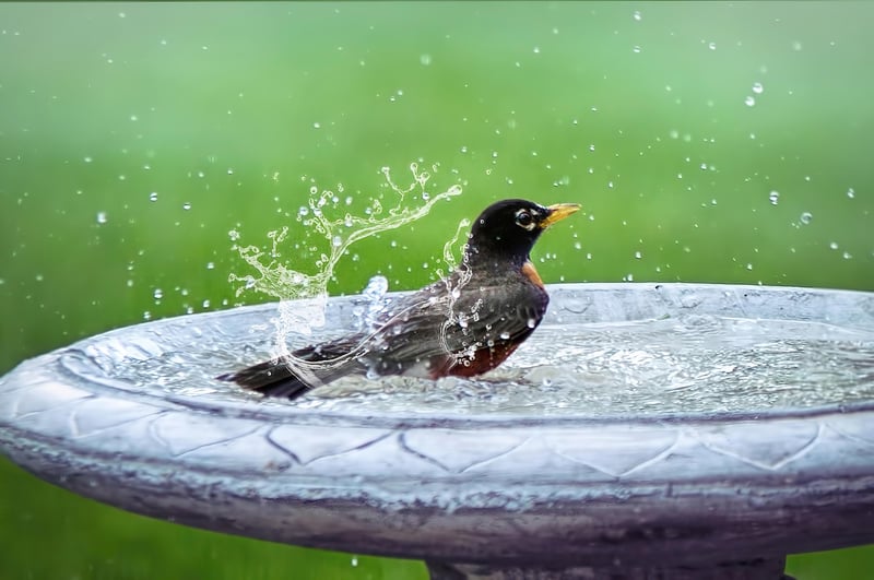 DIY Bird Bath