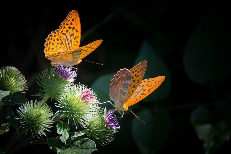 Butterfly Habitat