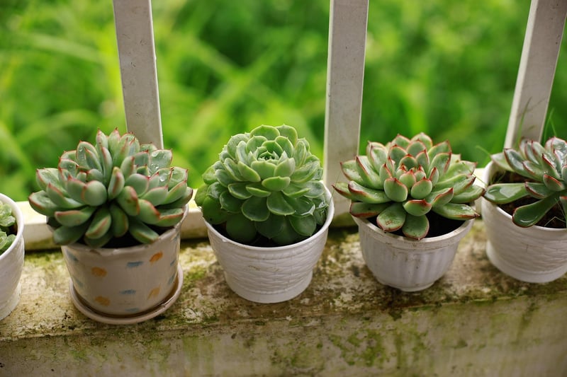 Succulent Terrariums